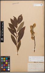 Foto von Salix caprea L. x Salix purpurea L.